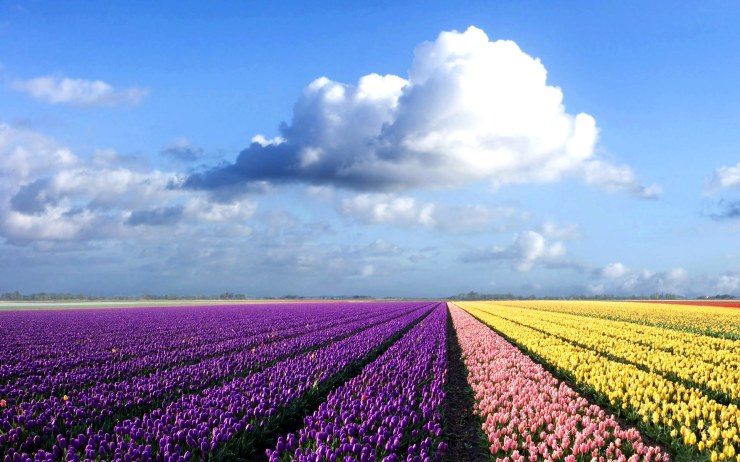 flower-field