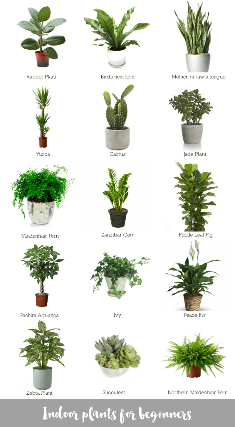 plant Collage