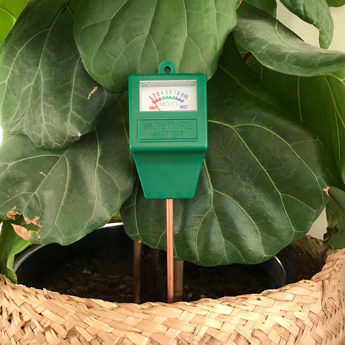 How to Use a Moisture Meter to Know When to Water Your Fiddle Leaf Fig