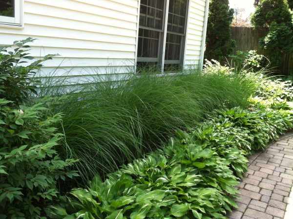 Landscaping with ornamental grass