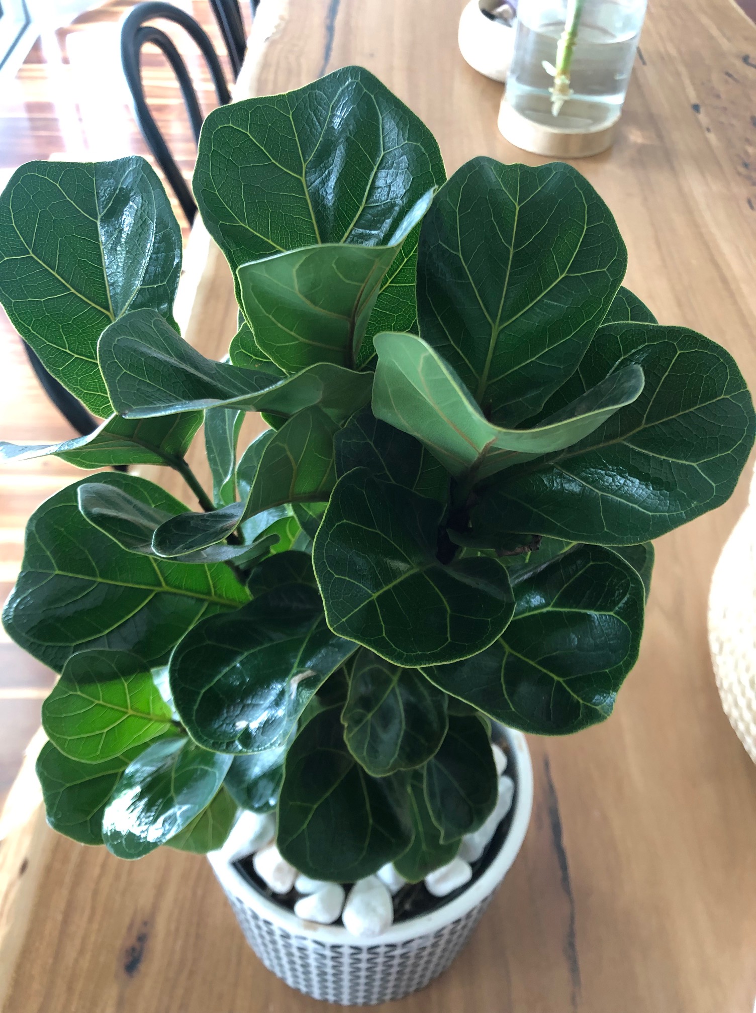 Polish the leaves on your indoor plants
