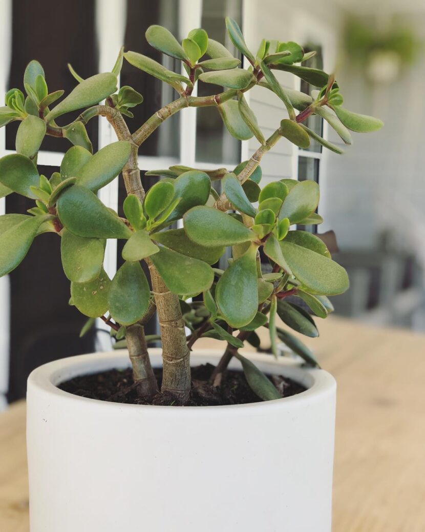 8 indoor plants for positive energy