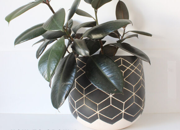 rubber plant featured