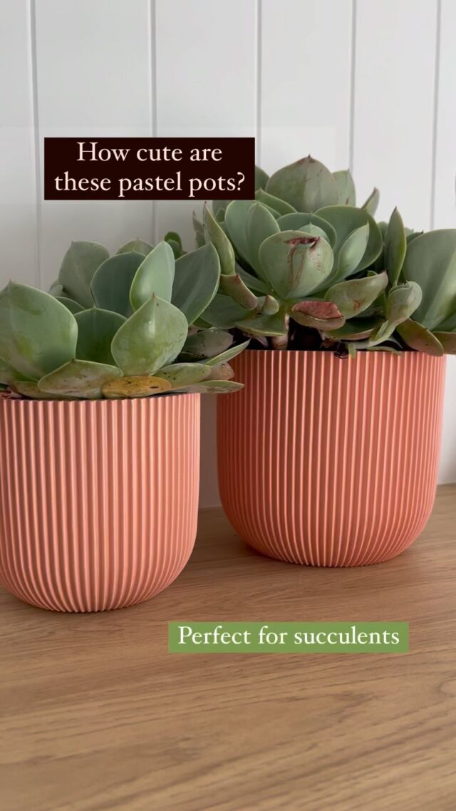 Hey plant lovers! 🌿 Just stumbled upon these adorable pots by @capieurope, and I’m totally smitten! They’re handcrafted in Holland and each one has this cool, nature-inspired vertical groove design. Plus, those pastel shades? Simply gorgeous! Perfect for giving your indoor greens a stylish new home. 🌱

Perfect Christmas gift! Check them out at @bunnings

- Sizes & Prices:14cm (RRP $14.98) and 16cm (RRP $24.98).

#capieurope #containergardening #BunningsWarehouse #Bunnings
