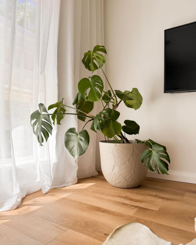 Meet My Monstera’s New Best Mate! 🍃 

Swipe to catch a glimpse of this corner-transforming hero in my home - the stunning Elho Fuente Lily Outdoor Plant Pot. Its muted colour (a dreamy match for my decor) isn’t just easy on the eyes; it’s a tale of sustainability and innovation.

😍 Why am I all heart-eyes for Elho?

Crafted from recycled materials, it offers guilt-free glamour for your greenery. Whether indoors or outdoors, this pot is ready to brave the elements alongside me. Plus, a removable drainage plug means no waterlogged worries for my monstera.

And let’s not overlook the beautiful lily design printed on the pot, adding some texture. 

Got a green thumb or keen on adding a touch of nature to your daily life? You’ll want to check out @elho.australia for more of their premium, planet-friendly pots, available at @Bunnings.

#elho #containergardening #BunningsWarehouse #Bunnings