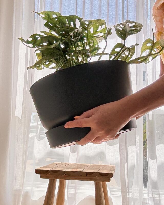 Hey plant lovers, guess what? I’ve just found our new must-have: the Greenville Round Self-Watering Plant Pot by Elho. It’s all about less hassle and more lush, thanks to a genius self-watering system. 🪴 

Made with recycled plastic and a whole lot of love (and wind energy!), these pots are eco-friendly and look fab in any space. Whether you’re jazzing up your balcony or adding some green to your living room, Greenville’s got you covered. And with UV and frost resistance, they’re tough enough for any weather. 

Plus, they come in colours that’ll make your greens pop even more!

Check them out and let’s get our green on with #elho. #containergardening #BunningsWarehouse #Bunnings @elho.australia