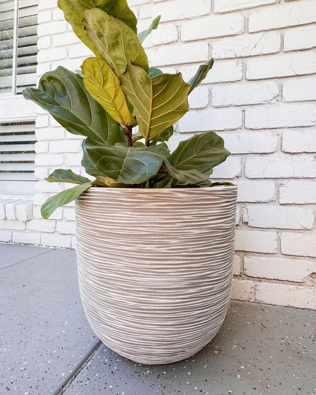 Introducing My Fiddle Leaf Fig’s Chic New Companion! 🍃

Swipe to see how the Capi Europe Ivory Rib Outdoor Pot has elevated this space with its rustic charm and innovative Dutch design. ➡️

Its chic monochromatic colours and unique rib design are not just a treat for the eyes; they embody the essence of sustainability and rustic elegance.

Why am I completely smitten with Capi? 🥰
Its synthetic material mimics natural stone, offering both durability and lightweight ease. But here’s the real Dutch twist - the striking orange interior! This isn’t just for show; it’s a double layer of insulation that keeps my fiddle leaf fig’s roots happy throughout the seasons, protecting them from heat in the summer and frost in winter.

And the benefits don’t stop there:
• The orange insulation ensures a constant temperature inside the pot, helping to retain water longer.
• Designed for easy water drainage, it keeps the plant roots healthy and thriving. 
• UV resistant and fully recyclable, this pot is as kind to the planet as it is to my plant.
• The double-layer design means it’s not just strong and fracture-resistant; it comes with a lifetime warranty. 

Keen on making your green dreams a reality with a touch of Dutch innovation? Check out @capieurope for more sustainably produced, stylishly designed pots, available at @Bunnings.

#capieurope #containergardening #BunningsWarehouse #Bunnings (AD)